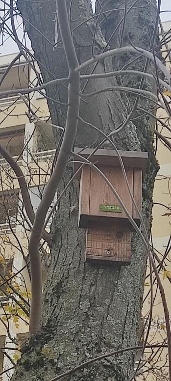 nichoir chauve souris