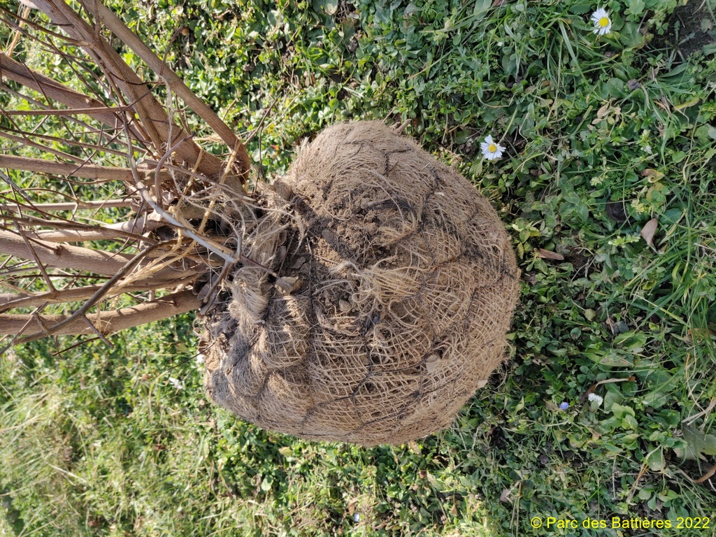 Une belle boule...