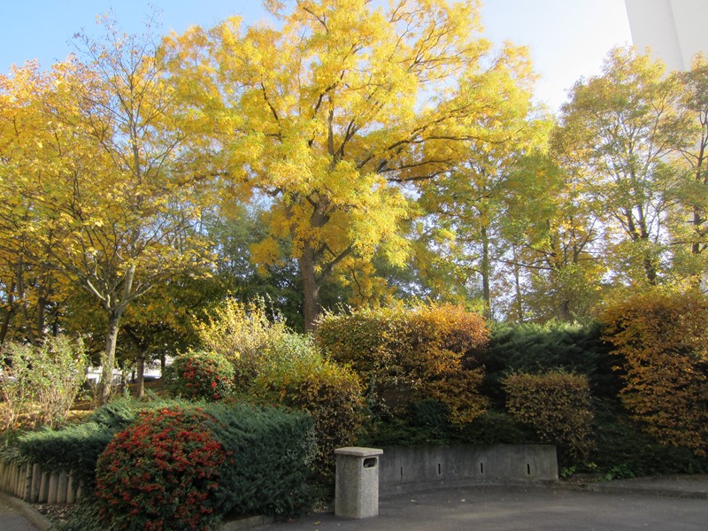 Sophora 1