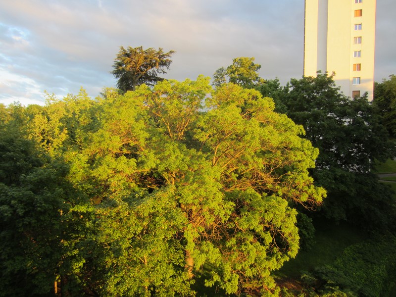 Sophora 00