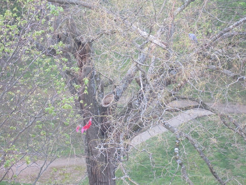Sophora 04